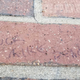 Illustration for article titled The Yard Of Bricks At The Indy 500 Start/Finish Line Has A Message For Mike Pence